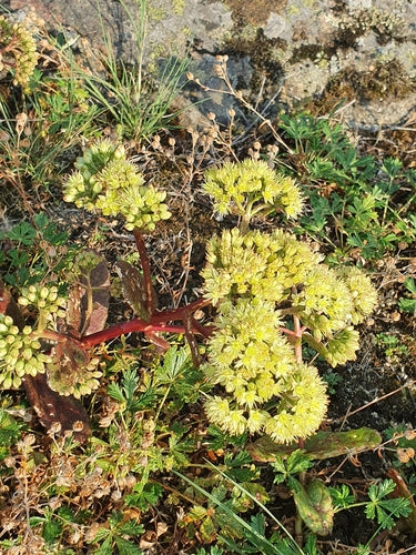 Große Fetthenne — Bild 3 von 9