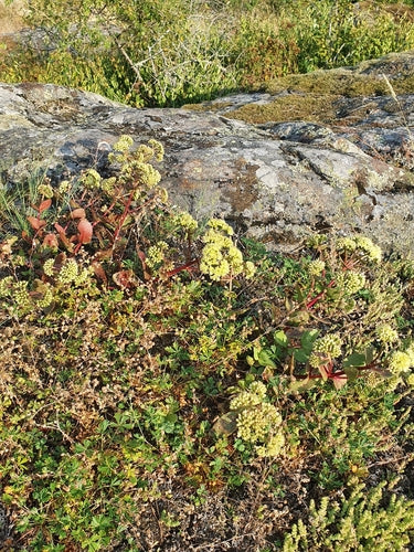 Große Fetthenne — Bild 2 von 9