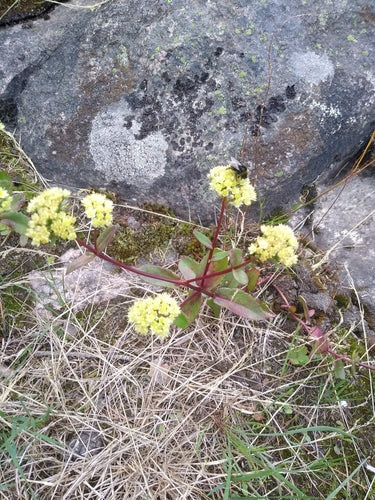 Große Fetthenne — Bild 4 von 9