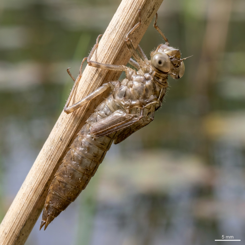 Große Königslibelle (Exuvie) (Aeshna grandis), KI-Illustration