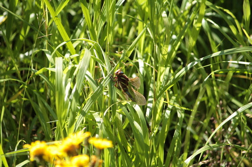 Große Königslibelle (Exuvie) — Bild 5 von 12