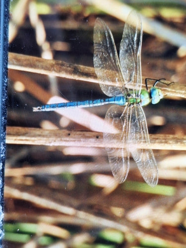 Große Königslibelle (Larve) — Bild 2 von 9