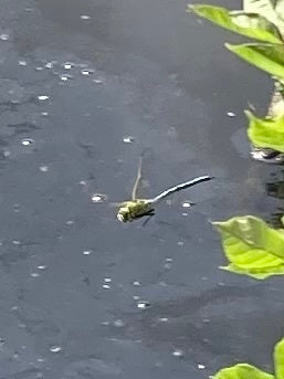 Große Königslibelle (Larve) — Bild 5 von 9