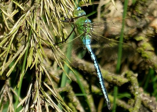 Große Königslibelle (Larve) — Bild 4 von 9
