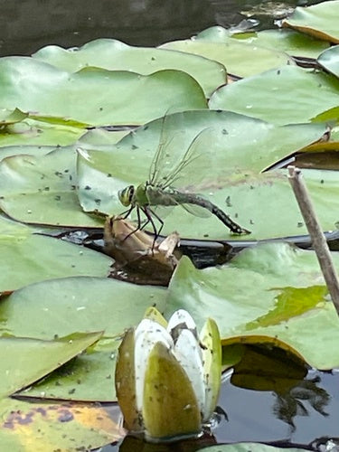 Große Königslibelle (Larve) — Bild 3 von 9