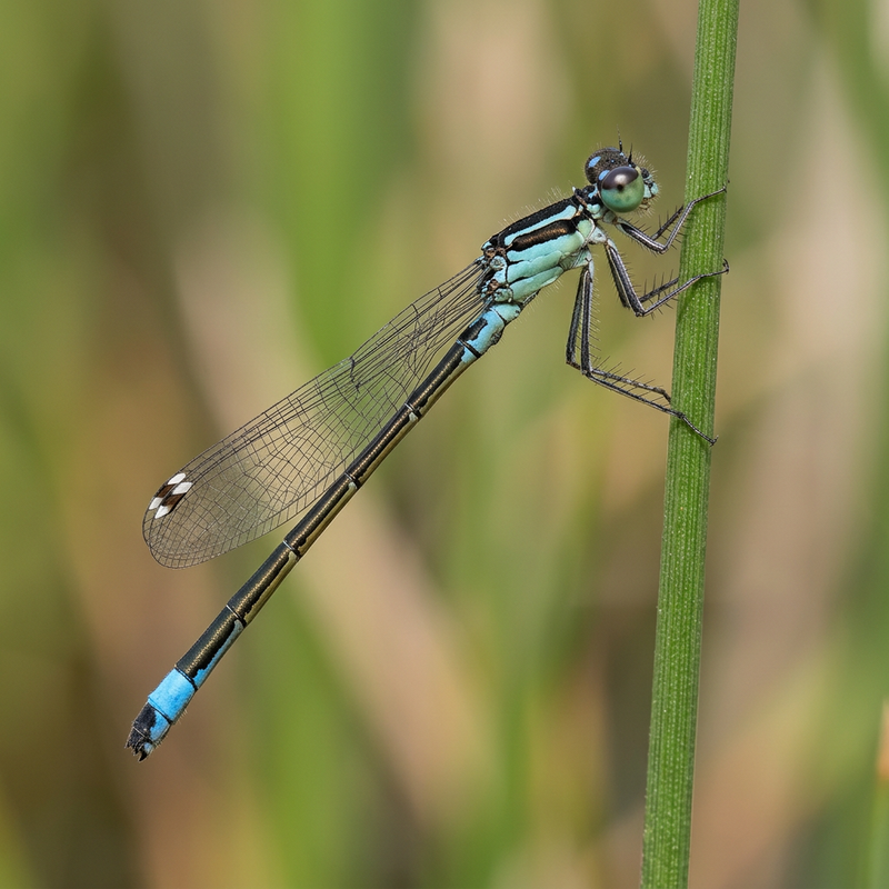 Große Pechlibelle (Ischnura elegans), KI-Illustration