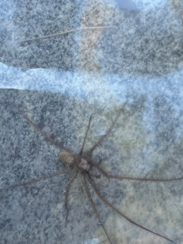 Große Winkelspinne — Bild 5 von 12