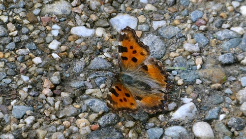 Großer Fuchs — Bild 5 von 9