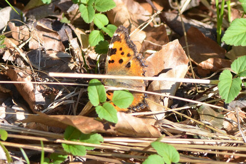 Großer Fuchs — Bild 4 von 9