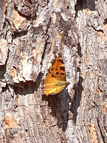 Großer Fuchs — Bild 3 von 9