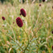 Blüte von Großer Wiesenknopf (Sanguisorba officinalis) in Nahaufnahme (KI-generiert)