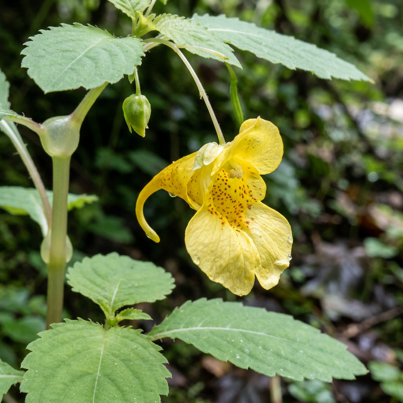 Großes Springkraut (Impatiens noli-tangere), KI-Illustration