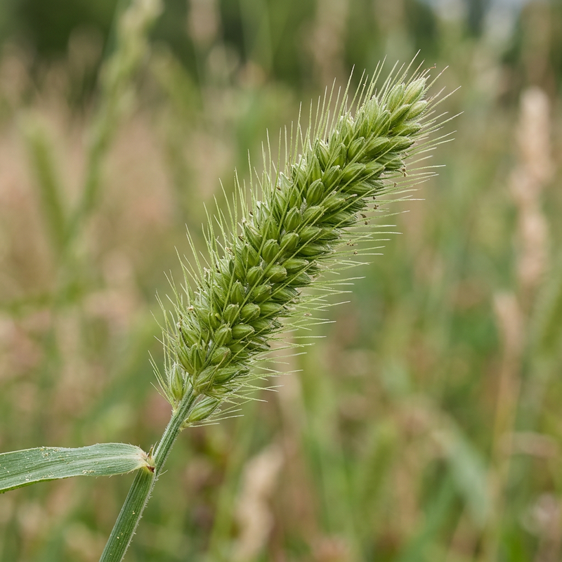 Grüne Borstenhirse (Setaria viridis), KI-Illustration