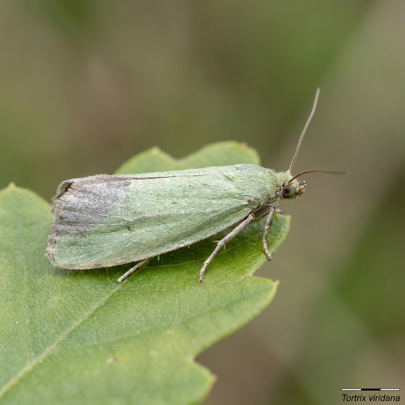 Grüne Eichenwickler (Tortrix viridana), KI-Illustration