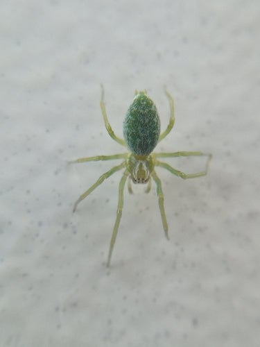 Grüne Kräuselspinne — Bild 2 von 9