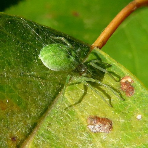 Grüne Kräuselspinne — Bild 4 von 9