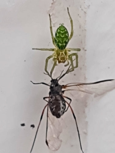Grüne Kräuselspinne — Bild 3 von 9