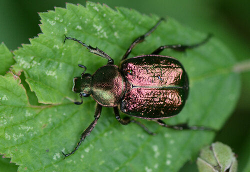 Grüner Edelscharrkäfer — Bild 5 von 11