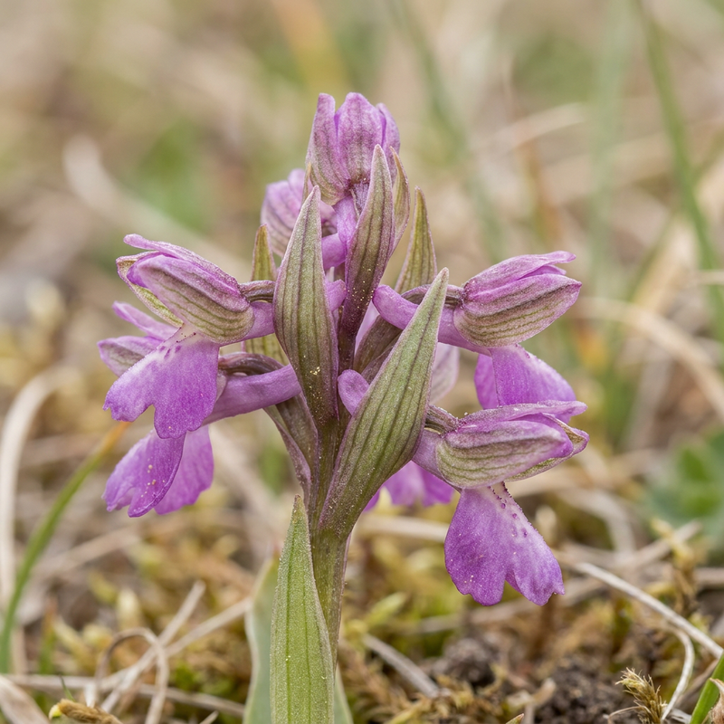 Grünliches Waldvöglein (Anacamptis morio), KI-Illustration