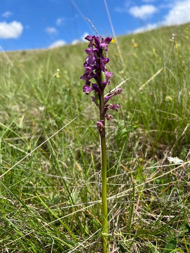 Grünliches Waldvöglein — Bild 3 von 8