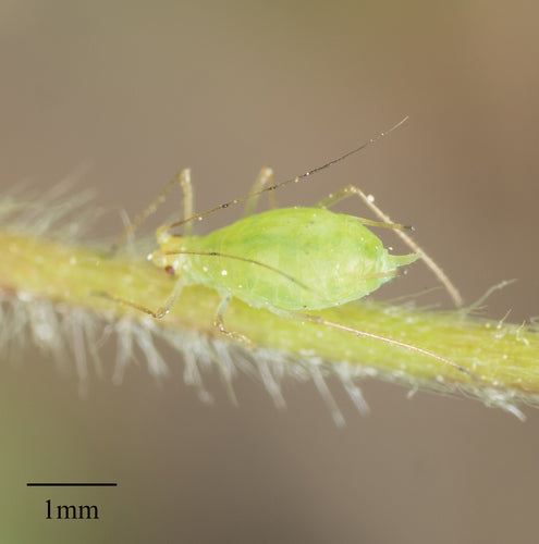 Grünstreifige Kartoffellaus — Bild 4 von 8