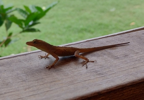 Guadeloupe-Anolis — Bild 5 von 6