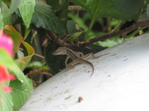 Guadeloupe-Anolis — Bild 1 von 6
