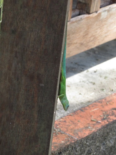 Guadeloupe-Anolis — Bild 3 von 6