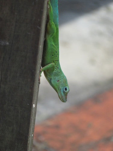 Guadeloupe-Anolis — Bild 2 von 6