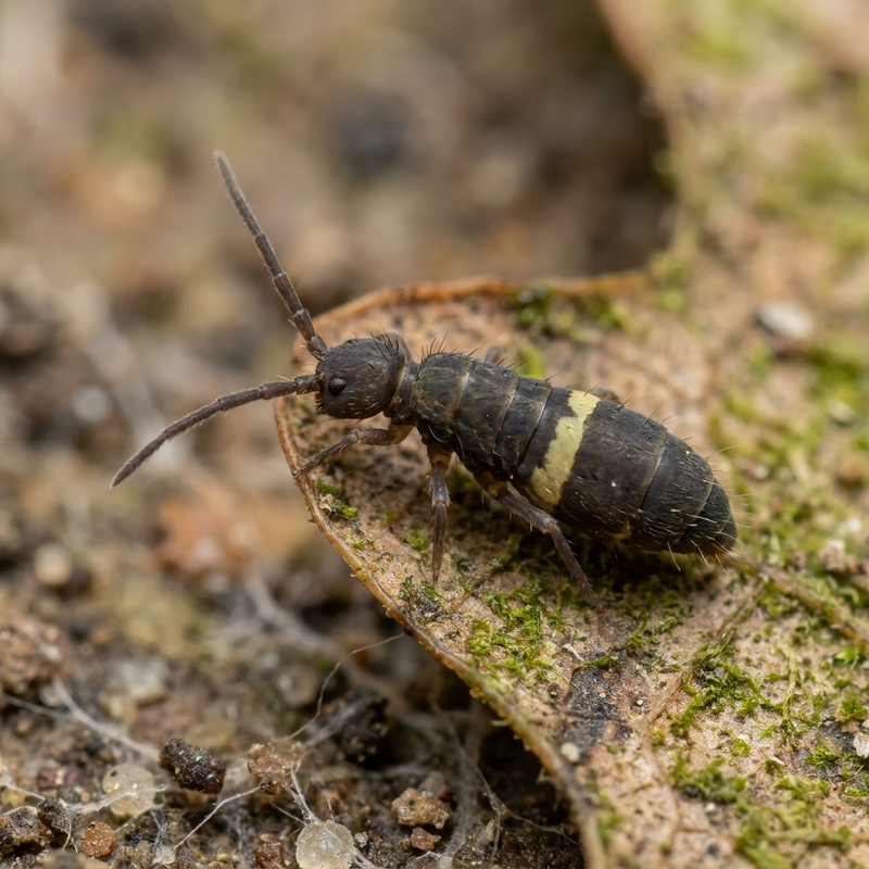 Gürtelspringschwanz (Orchesella cincta), KI-Illustration