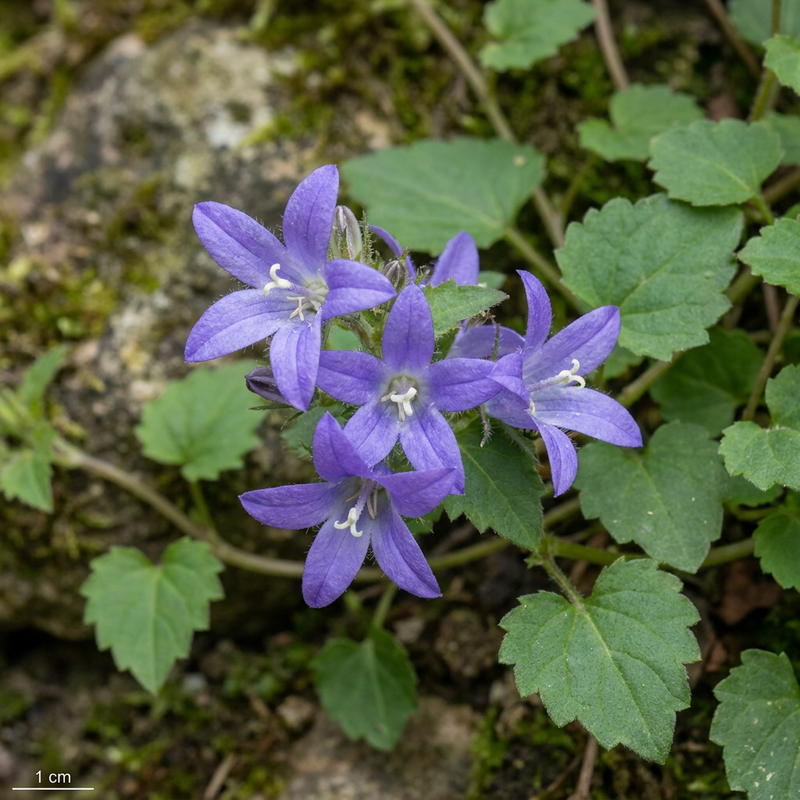 Hänge-Glockenblume (Campanula poscharskyana), KI-Illustration