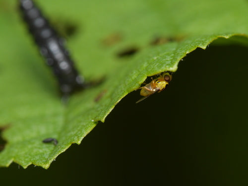 Halmfliegen Loswerden — Bild 5 von 8