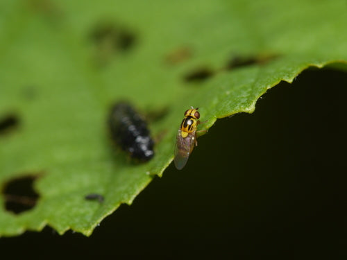 Halmfliegen Loswerden — Bild 4 von 8