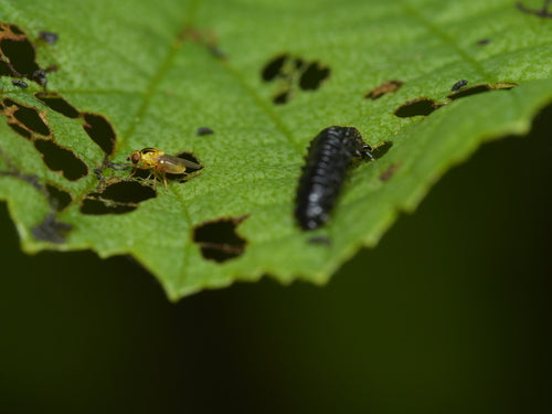 Halmfliegen Loswerden — Bild 3 von 8
