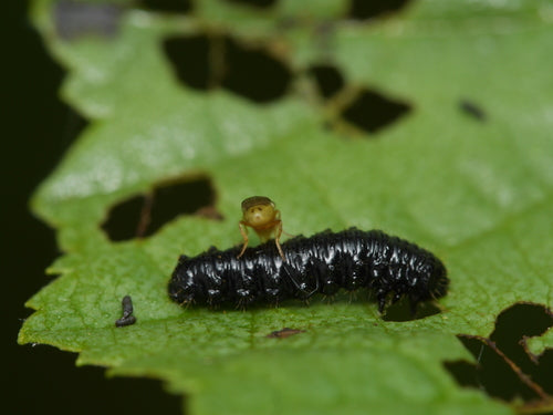 Halmfliegen Loswerden — Bild 2 von 8