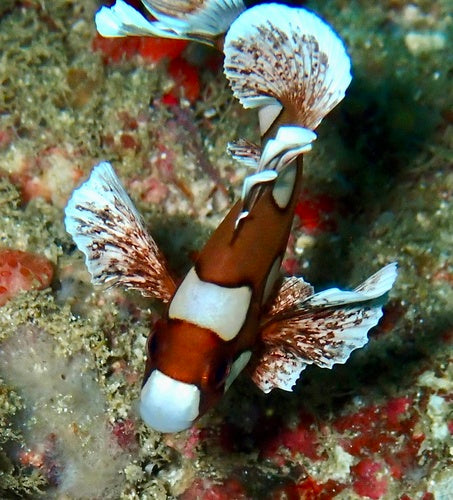 Harlekin-Süßlippe — Bild 3 von 8