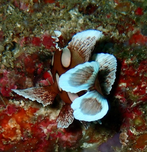 Harlekin-Süßlippe — Bild 2 von 8