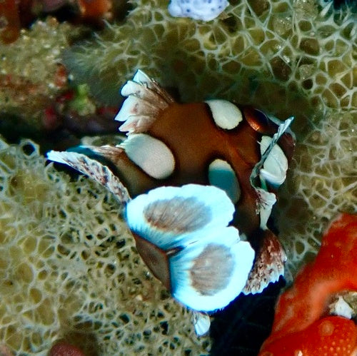 Harlekin-Süßlippe — Bild 1 von 8