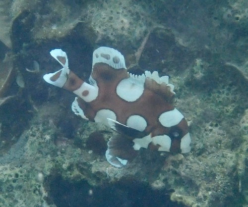 Harlekin-Süßlippe — Bild 5 von 8