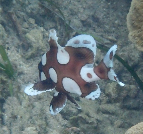 Harlekin-Süßlippe — Bild 4 von 8
