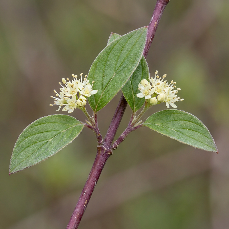 Hartriegel (Cornus sanguinea), KI-Illustration
