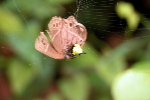 Hasselts Dornspinne — Bild 5 von 8