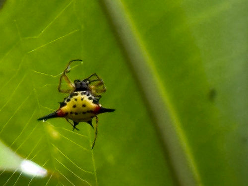 Hasselts Dornspinne — Bild 4 von 8