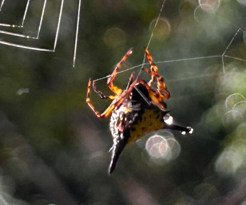 Hasselts Dornspinne — Bild 3 von 8