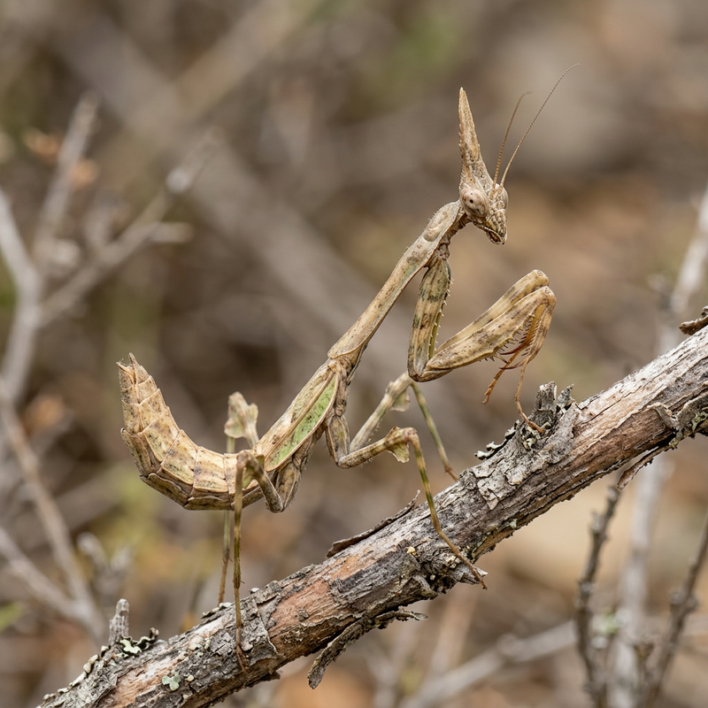 Haubenmantis (Empusa pennata), KI-Illustration