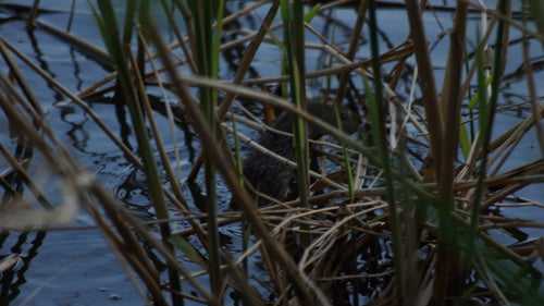 Hausratte — Bild 4