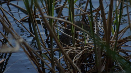 Hausratte — Bild 3