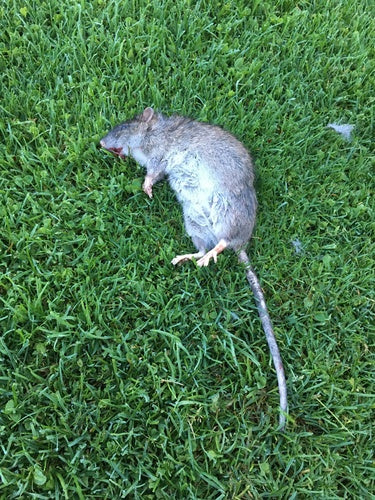 Hausratte — Bild 2