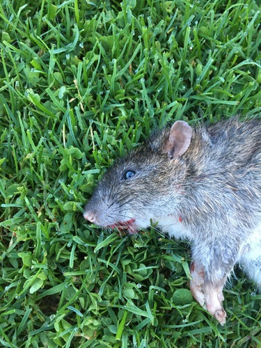 Hausratte — Bild 1