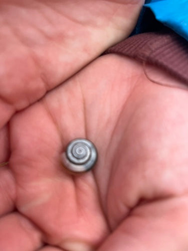 Heideschnecke — Bild 5 von 12